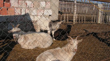 Nálatok laknak-e állatok?