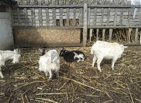 image, gallery, item, Array.group